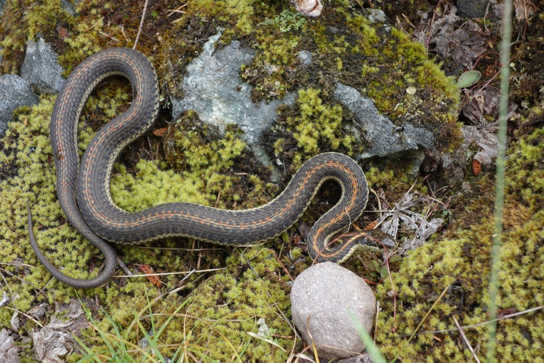 Garter snake, Mount Rainier National Park U.S. Geological Survey